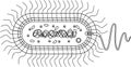 Coloring page with bacterial cell structure. Prokaryotic cell with nucleoid